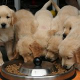 "Pronađite i udomite ljubimca svog života": U Nišu u subotu drugi Pet festival 8