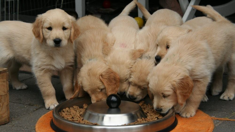 Zrenjaninskom udruženju za brigu o životinjama ukraden 81 kilogram hrane 1