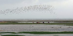 DW: Kako izgleda život na ostrvima koja bi mogla da nestanu 2