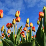 Holandija ili Nizozemska? 1