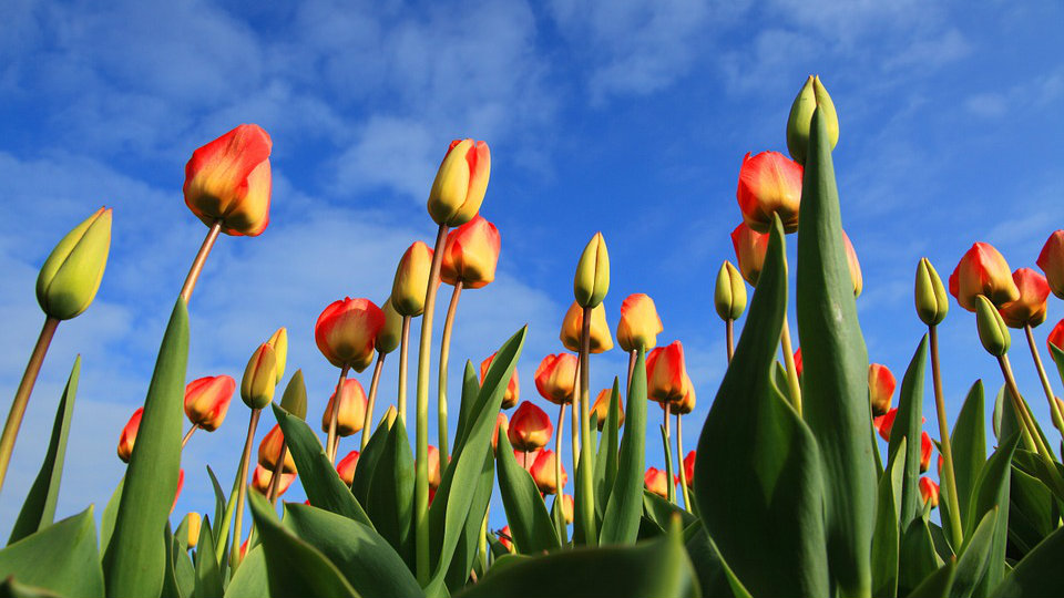 Holandija ili Nizozemska? 1