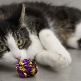 Pet zabluda o mačkama 6