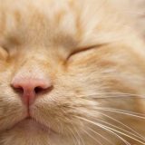 Šta sa ljubimcem ako odete u izolaciju? 8