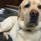 Vlasnici pasa u Austriji dužni da prođu stručnu obuku 8