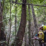 Australijski vatrogasci spasili retku vrstu bora od požara 9