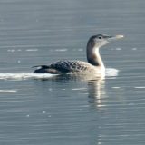U vodenim staništima Srbije prebrojano oko 250.000 ptica 14
