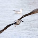 U blizini Vršca pronađeno 11 uginulih ptica, među kojima i retke vrste 13