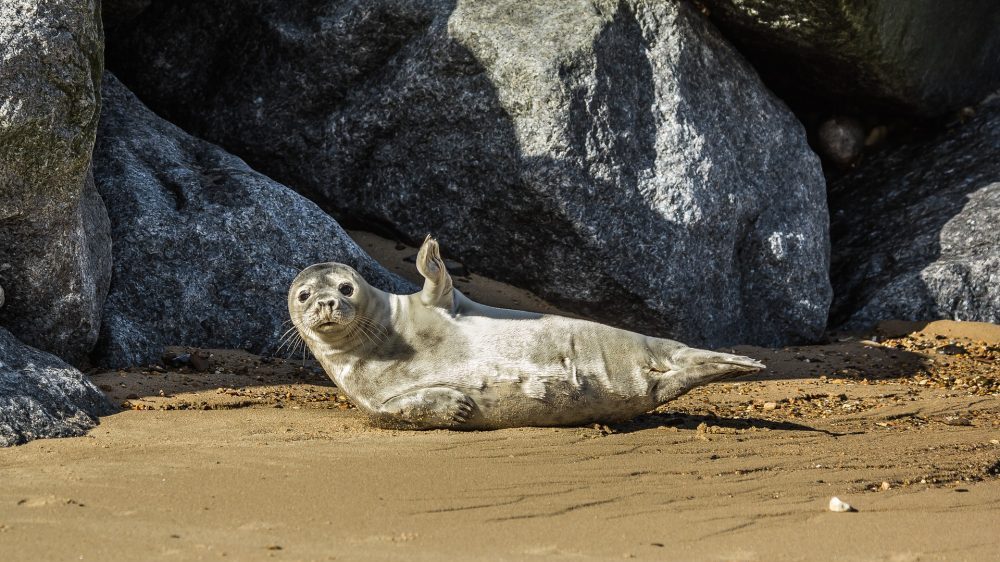 Kako foka pomaže NASI da prikupi važne podatke o klimatskom sistemu? 1