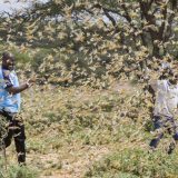 Skakavci, korona virus i poplave ugrožavaju Istočnu Afriku 10