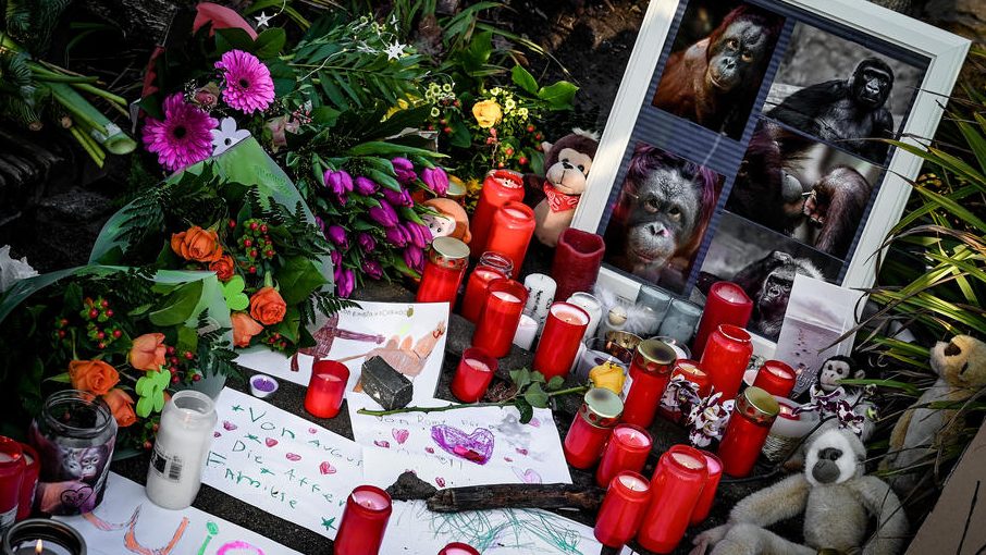 Desetine majmuna stradalo u požaru u zoo vrtu u Nemačkoj 1