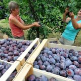 U Institutu za voćarstvo u Čačku stvorena nova sorta šljive 1