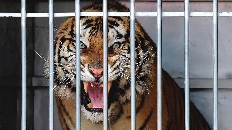 Rescued tiger in Spain, 2 Dec 19
