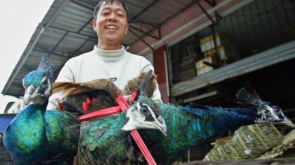 Kako bi epidemija korona virusa mogla da bude blagoslov za divlje životinje 2 A vendor sells three peacocks at a wildlife animals market in Guangzhou, China