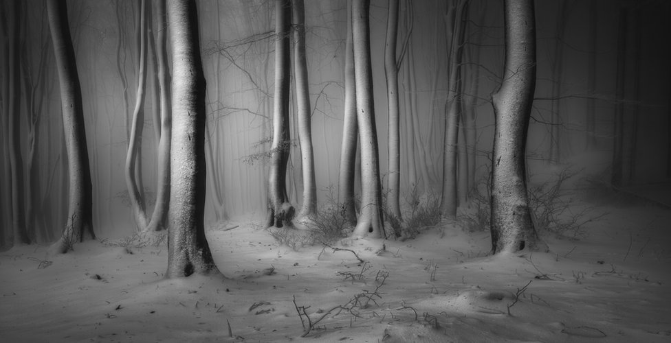 šuma i sneg