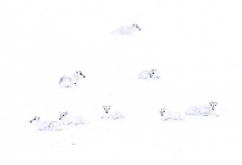 beli arktički jeleni
