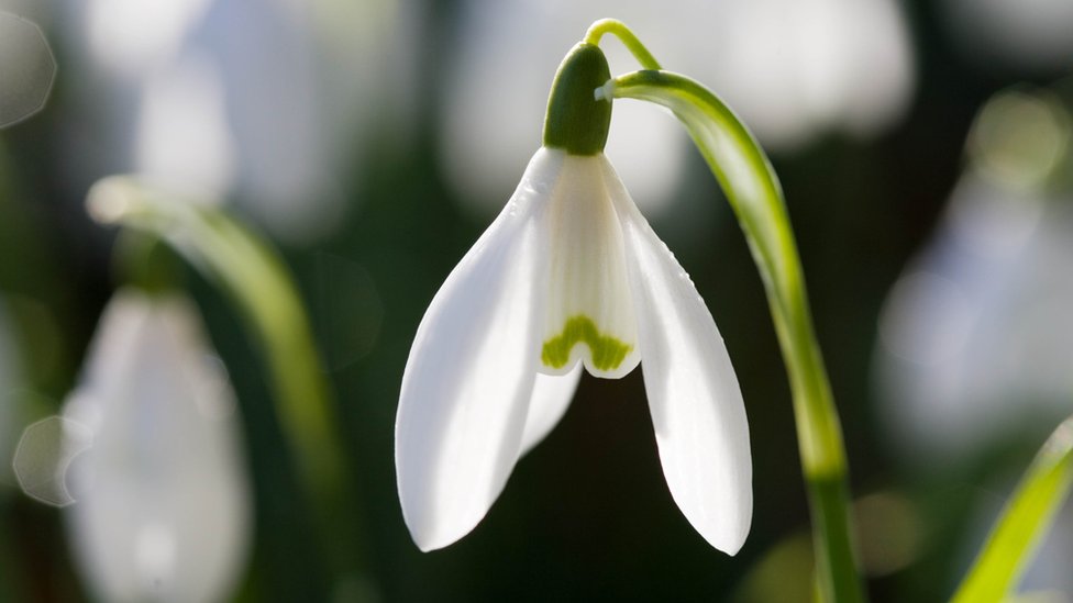 Srbija i sneg: „Prolećna zima" se nastavlja - nedostaju li vam bele pahulje 1 Visibaba