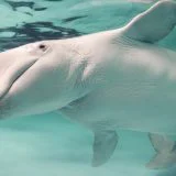 Kitovi i delfini u zatočeništvu - zaliv u Kanadi predložen za utočište 4