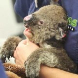 Australija: Hitna pomoć za 113 vrsta ugroženih požarima 15