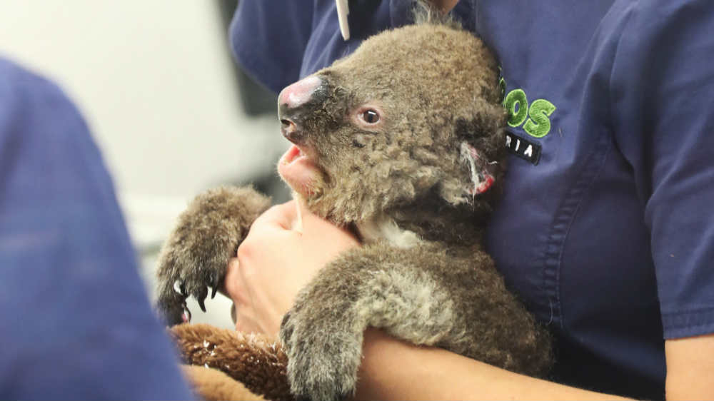 Australija: Hitna pomoć za 113 vrsta ugroženih požarima 1