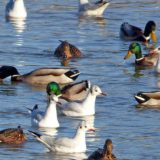 Četiri nove vrste na zimovanju 2