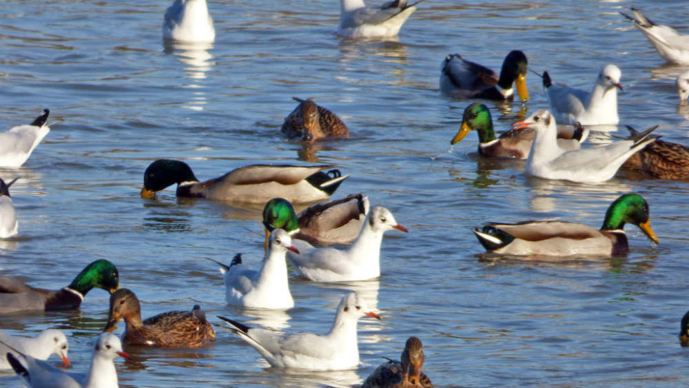 Četiri nove vrste na zimovanju 1