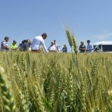 Usevi pšenice u Banatu u dobroj kondiciji 6