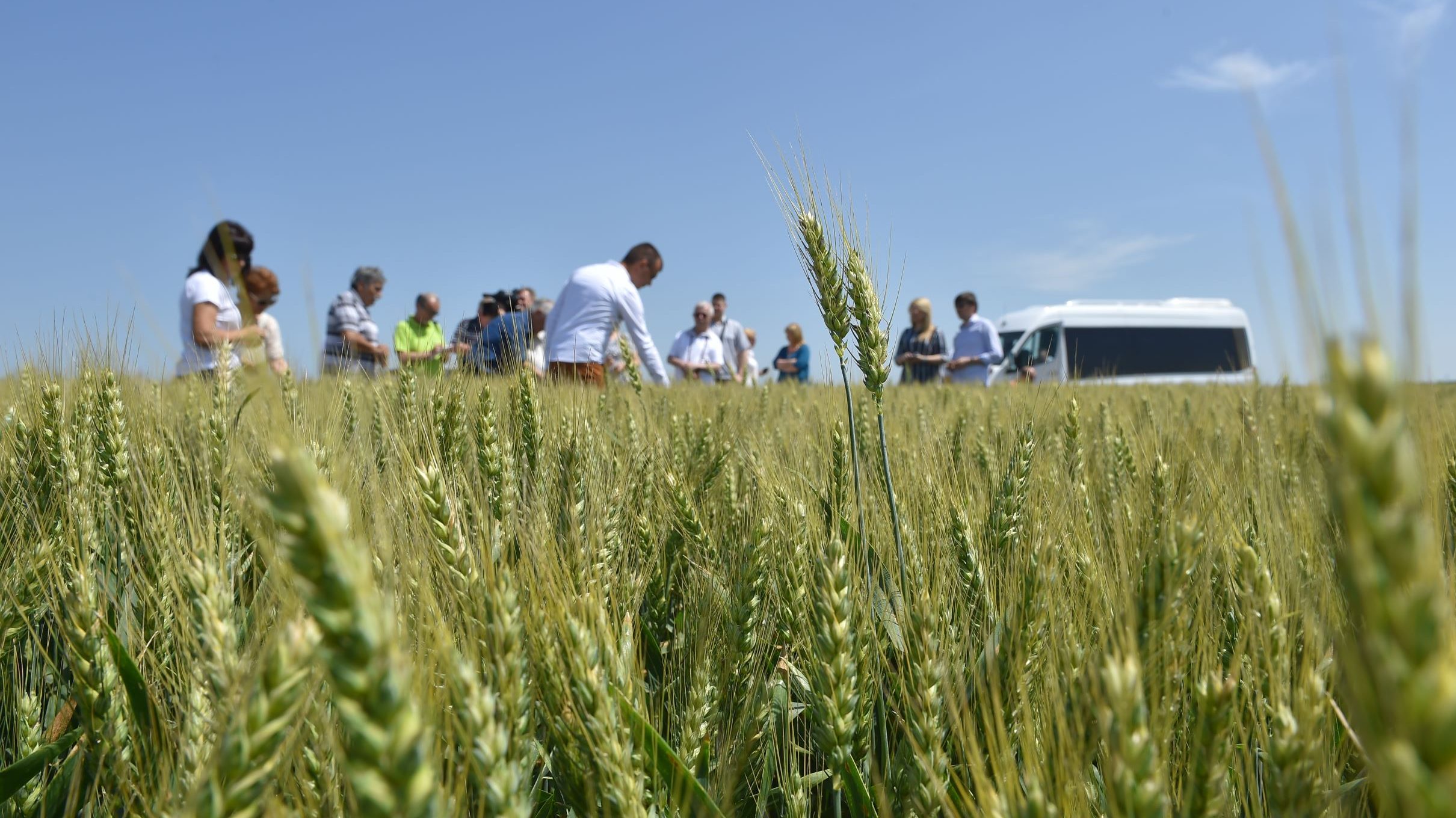 Usevi pšenice u Banatu u dobroj kondiciji 1
