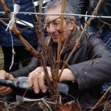 Ralja: Ima nade za srpske vinograde  13