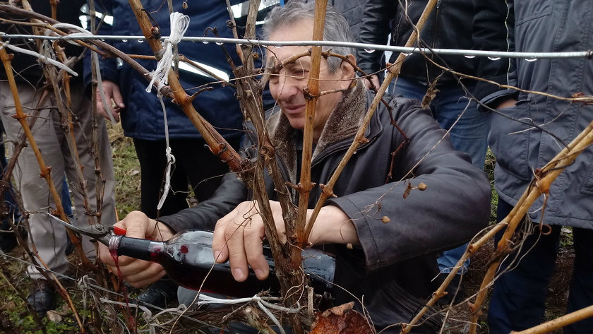 Ralja: Ima nade za srpske vinograde  1