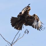 Na severu Banata postavljena veštačka gnezda za orlove krstaše 4