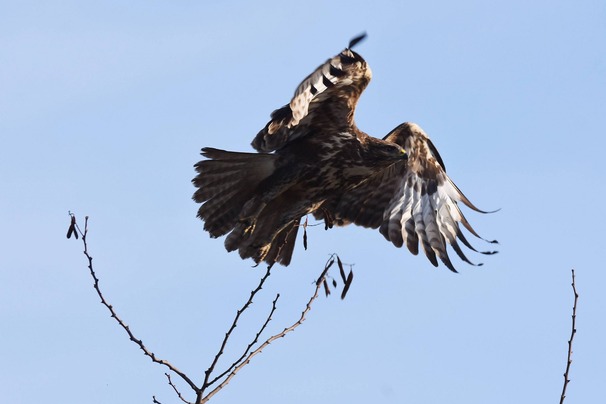 Na severu Banata postavljena veštačka gnezda za orlove krstaše 1