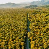 Ministarstvo objavilo preliminarnu rang listu za sufinasiranje projekata pošumljavanja 13