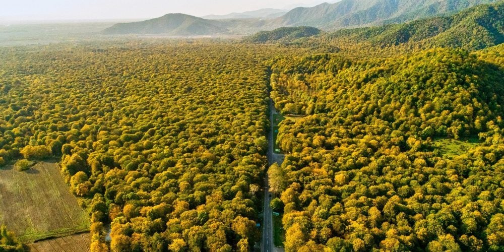 Danas postignuti dogovori na klimatskom samitu - o šumama i metanu 1