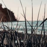 Kako su se biljke preselile na kopno? 1