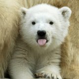 U zoovrtu na istoku Francuske rođen polarni medved 2