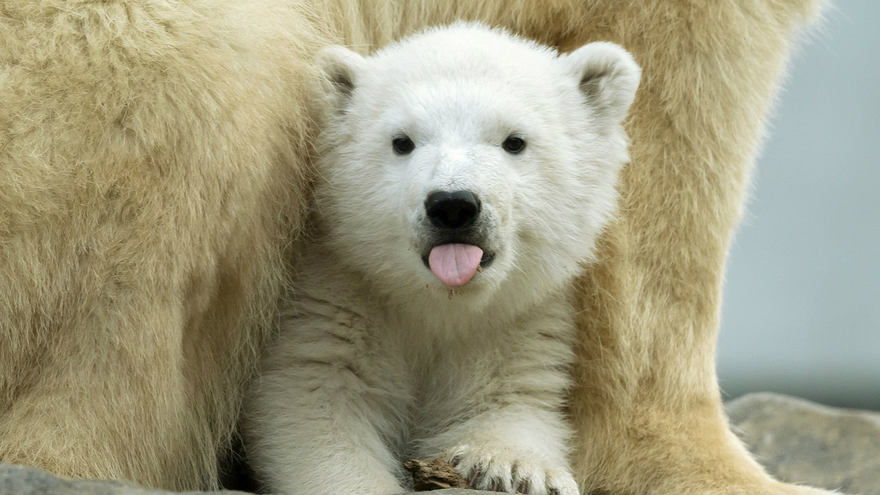 U zoovrtu na istoku Francuske rođen polarni medved 1