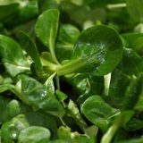 Matovilac - izdržljiva i unosna poljoprivredna kultura 9