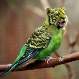 Alat za detekciju lažnih i prepravljanih fotografija 4