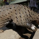 Kineski naučnici: Ljuskavac najverovatnije domaćin korona virusa 10