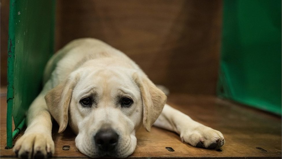 Trovanje pasa i simptomi: „Nekad je dovoljno da pas samo onjuši otrov" 1 pas