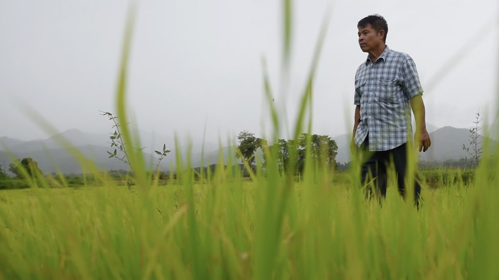 Kriangkraj u svom polju pirinča 2019. godine
