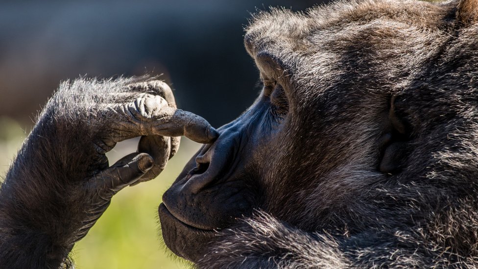 Gorilla picking its nose