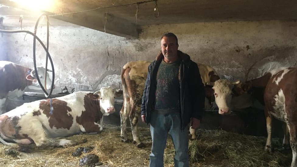 Korona virus u zaboravljenim srpskim selima: Koliko daleko je blizu 5 Mališa Ilić sa kravama, Jakovac, Knjaževac, 2020.