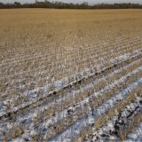 Poljoprivrednici: Suša počinje da ugrožava pšenicu i ostale useve 6