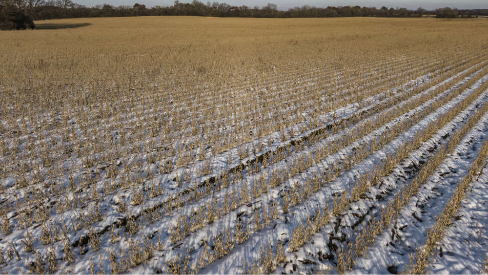 Poljoprivrednici: Suša počinje da ugrožava pšenicu i ostale useve 1