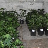Policija u okolini Smedereva zaplenila laboratoriju za uzgoj marihuane 3
