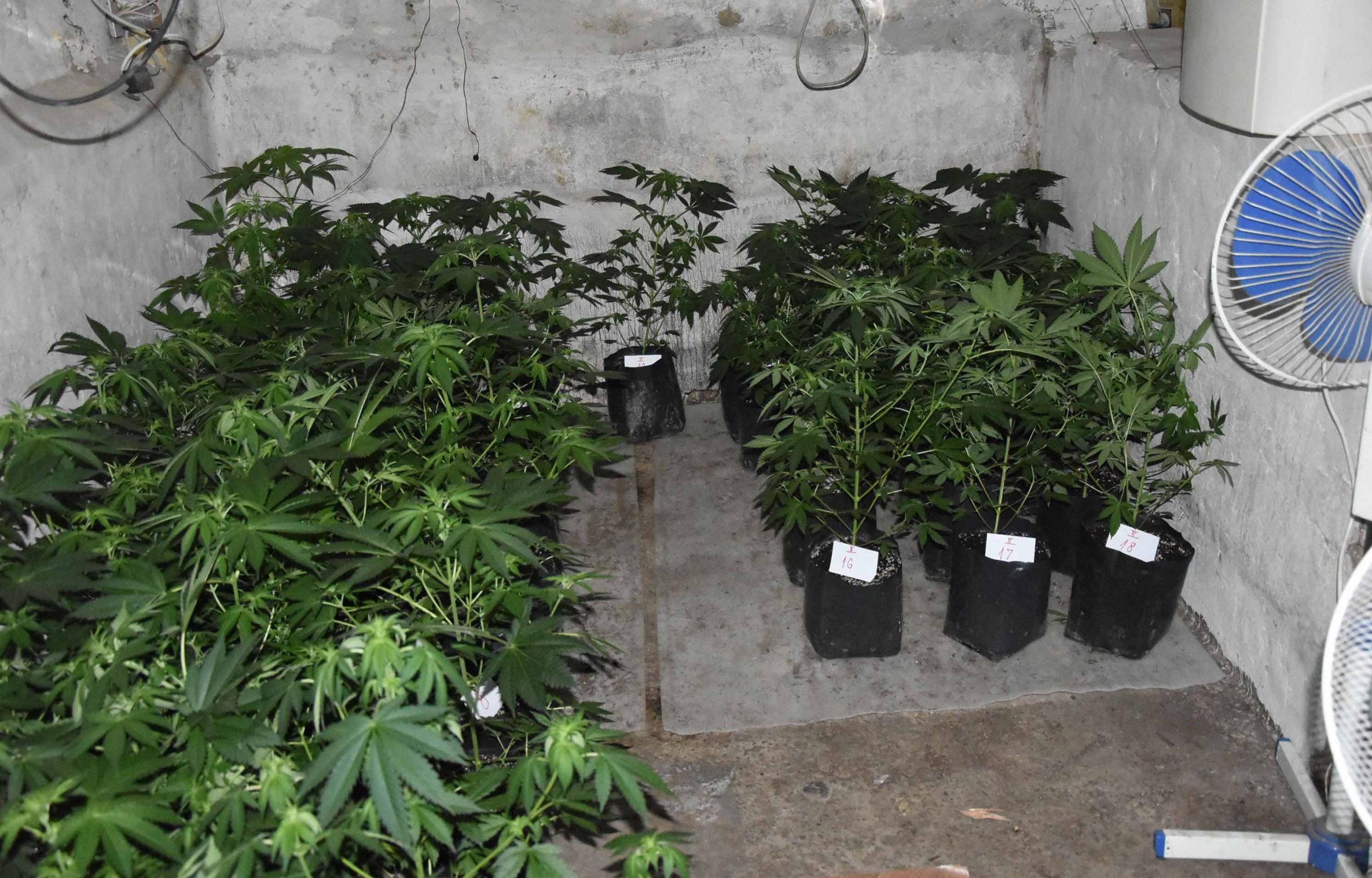 Policija u okolini Smedereva zaplenila laboratoriju za uzgoj marihuane 1