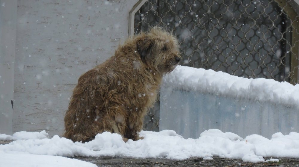 Kreni-Promeni: Kad sistem zakaže, građani ne smeju! Kako pomoći životinjama u ledenim danima 1