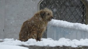 Kreni-Promeni: Kad sistem zakaže, građani ne smeju! Kako pomoći životinjama u ledenim danima 2
