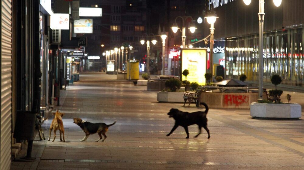Od početka godine psi u Beogradu naneli 218 povreda, građani zabrinuti za sebe i svoje ljubimce 1